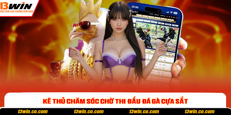 Kê thủ chăm sóc chờ thi đấu đá gà cựa sắt