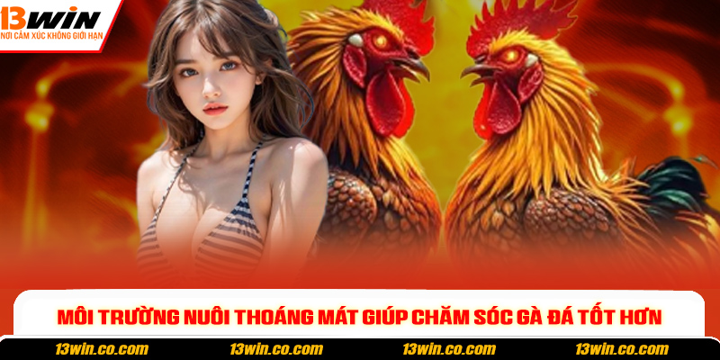 Chăm Sóc Gà Đá Hiệu Quả - Bí Quyết Giúp Chiến Kê Sung Sức