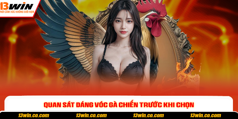 Quan sát dáng vóc gà chiến trước khi chọn