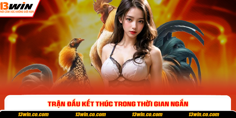 Đá Gà Cựa Sắt - Kịch Tính, Hấp Dẫn Và Đầy Chiến Thuật